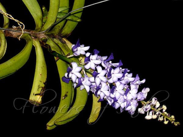 Sky-Blue Rhynchostylis
